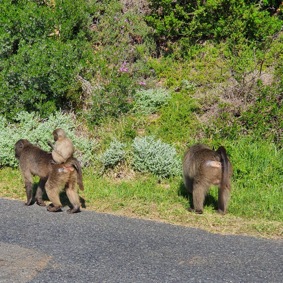 Wild Life - Animal 11
